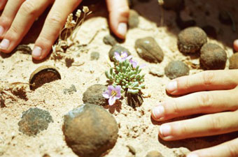 Desierto Florido 2