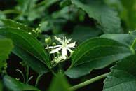 clematis