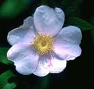 wild rose