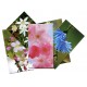 Tarjetas de Flores de Bach