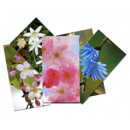 tarjetas de flores