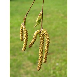 Abedul - Flor del Bosque profundo de Chile