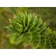Araucaria - Flor del Bosque profundo de Chile 