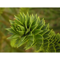 Araucaria - Flor del Bosque profundo de Chile