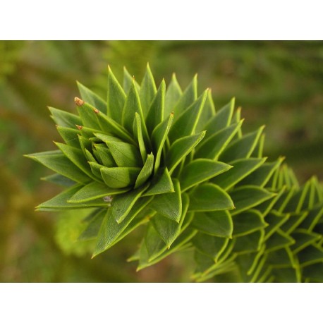 Araucaria - Flor del Bosque profundo de Chile 