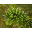 Araucaria - Flor del Bosque profundo de Chile 
