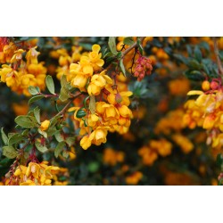 Calafate - Flor del Bosque profundo de Chile