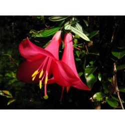 Copihue - Flor del Bosque profundo de Chile