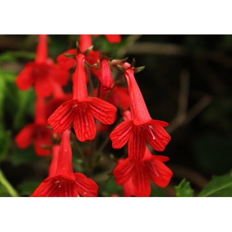 Flor de la cascada - Flor del Bosque profundo de Chile