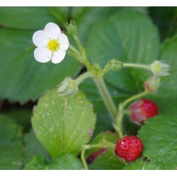 Frutilla silvestre - Flor del Bosque profundo de Chile