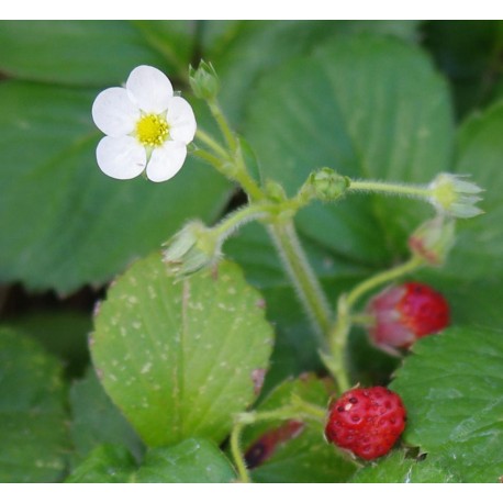 Frutilla silvestre - Flor del Bosque profundo de Chile