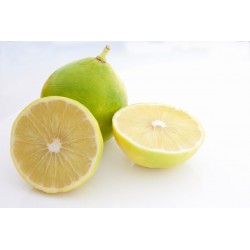Bergamota - Aceite esencial para aromaterapia