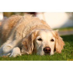 Carencia / Depresión - Combinación para Animales FSG