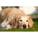 Carencia / Depresión - Combinación para Animales FSG