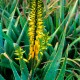 Aloe Vera - Flor de California