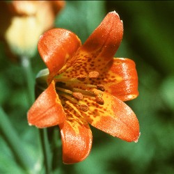 Alpine Lily - Flor de California