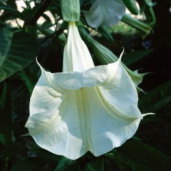 Angel's Trumpet - Flor de California