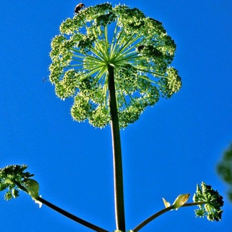 Angelica - Flor de California