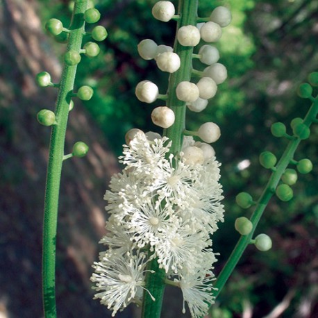 Black Cohosh - Flor de California
