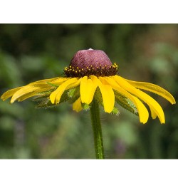 Black Eyed Susan - Flor de California