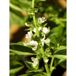 Basil - Flor de California