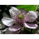 Blackberry - Flor de California