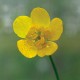 Buttercup - Flor de California