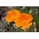 California Poppy - Flor de California