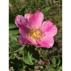 California Wild Rose - Flor de California