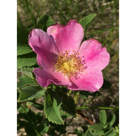 California Wild Rose - Flor de California