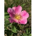 California Wild Rose - Flor de California