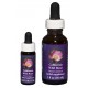 California Wild Rose - Flor de California