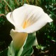 Calla Lily - Flor de California