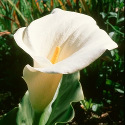 Calla Lily - Flor de California
