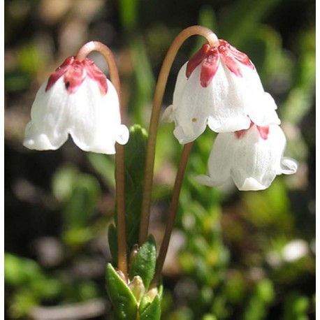 Cassiope - Flor de California