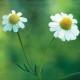 Chamomile - Flor de California