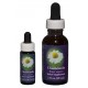 Chamomile - Flor de California