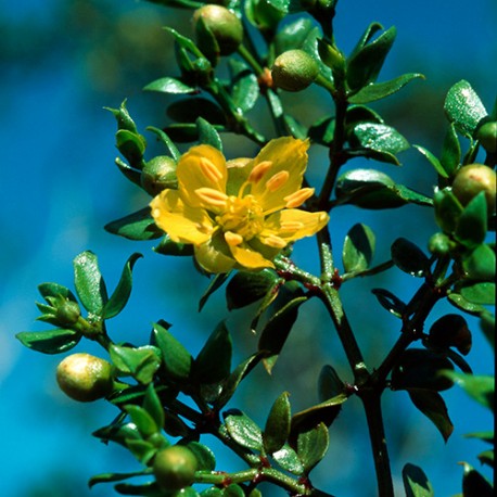 Chaparral - Flor de California
