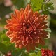 Chrysanthemum - Flor de California