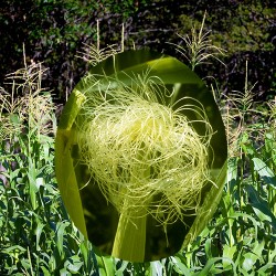 Corn - Flor de California