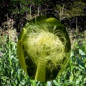 Corn - Flor de California