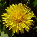 Dandelion - Flor de California