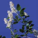Deerbrush - Flor de California