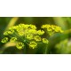 Dill - Flor de California