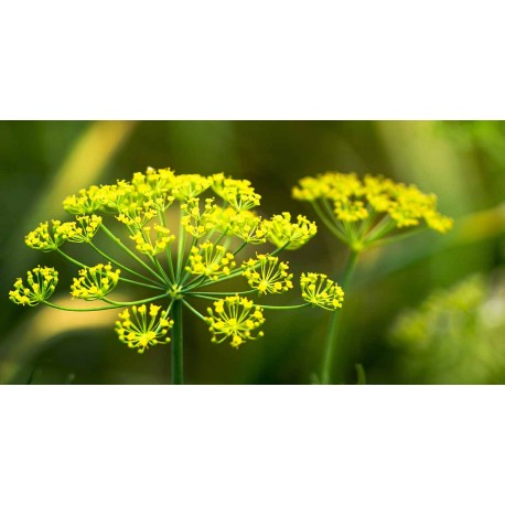 Dill - Flor de California