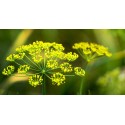 Dill - Flor de California
