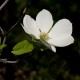 Dogwood - Flor de California