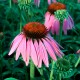 Echinacea - Flor de California