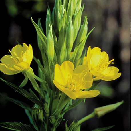 Evening Primrose - Flor de California
