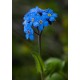 Forget-Me-Not - Flor de California